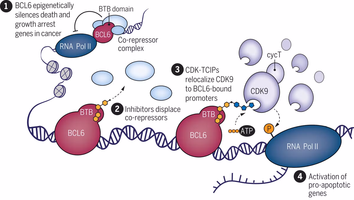 Nóng: Tìm ra cách mới khiến tế bào ung thư tự hủy - Hình 3 Nong: Tim ra cach moi khien te bao ung thu tu huy-Hinh-3