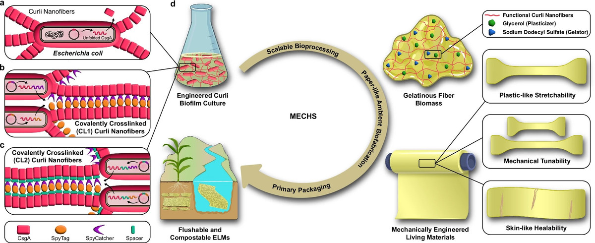 Cac nha khoa hoc phat trien loai nhua hoa tan trong nuoc-Hinh-2