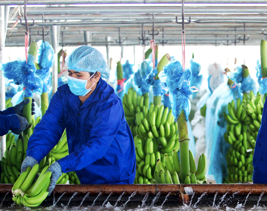 Hoang Anh Gia Lai bi xu phat ve thue hon 800 trieu dong, phai chuyen lo 294 ty sang ky sau