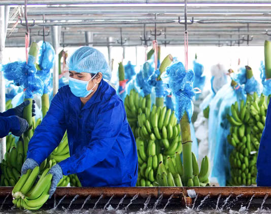 Hoang Anh Gia Lai bi xu phat ve thue hon 800 trieu dong, phai chuyen lo 294 ty sang ky sau