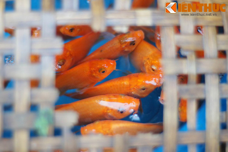  Tục thả cá chép này xuất phát từ sự tích Ông Công Ông Táo mà hầu như ai cũng đã nghe ít nhất một lần trong đời. Nhưng có một khía cạnh khiến nhiều người thắc mắc mà trong sự tích không lý giải rõ ràng, đó là tại sao Táo Quân chỉ cưỡi cá chép chứ không cưỡi một loài vật nào khác?