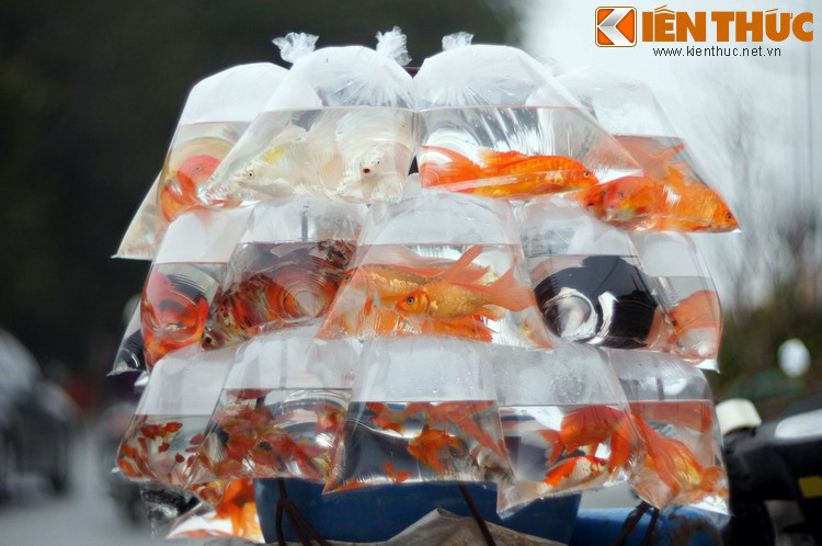 Qua sự tích này, có thể thấy rằng tục thả cá chép ngày 23 tháng Chạp còn ẩn chứa một ý nghĩa nhân văn sâu sắc, đó là đề cao sự nhẫn nại, tinh thần vượt khó để vươn tới thành công, như cá chép vượt sóng để thăng hoa thành rồng thuở nào...