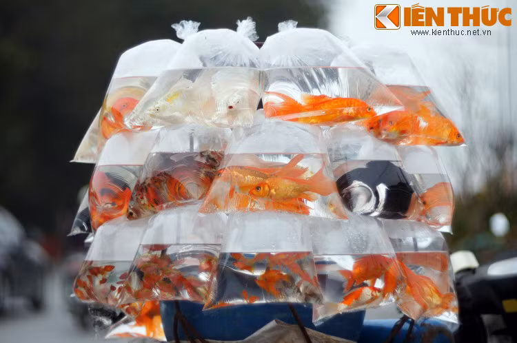 Qua sự tích này, có thể thấy rằng tục thả cá chép ngày 23 tháng Chạp còn ẩn chứa một ý nghĩa nhân văn sâu sắc, đó là đề cao sự nhẫn nại, tinh thần vượt khó để vươn tới thành công, như cá chép vượt sóng để thăng hoa thành rồng thuở nào...