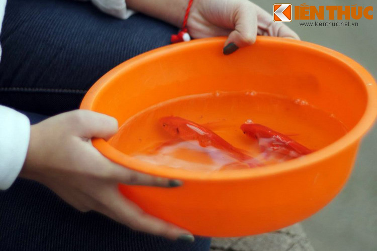 Cuộc thi chỉ dành cho các loài sống dưới nước, có ba vòng thi với ba đợt sóng dữ dội và bất kỳ con vật nào vượt qua sẽ biến thành rồng. Trong suốt một tháng, nhiều loài vật khác nhau đã cố gắng nhưng không thể vượt qua ba đợt sóng khắc nghiệt này.