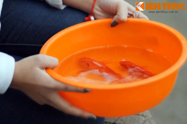 Cuộc thi chỉ dành cho các loài sống dưới nước, có ba vòng thi với ba đợt sóng dữ dội và bất kỳ con vật nào vượt qua sẽ biến thành rồng. Trong suốt một tháng, nhiều loài vật khác nhau đã cố gắng nhưng không thể vượt qua ba đợt sóng khắc nghiệt này.