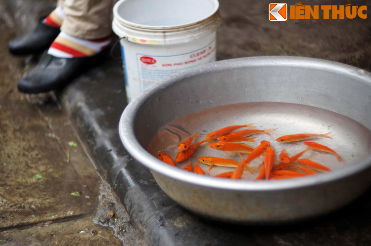 Chứng kiến sự thất bại của hết loài này đến loài khác, nhưng cá chép đã không nản lòng, mà ngược lại còn quyết tâm hơn nữa. Dù có sóng mạnh, gió dữ dội, nhưng nhờ nỗ lực và sự kiên trì mà nó đã vượt qua và đi thẳng đến cửa vũ môn.