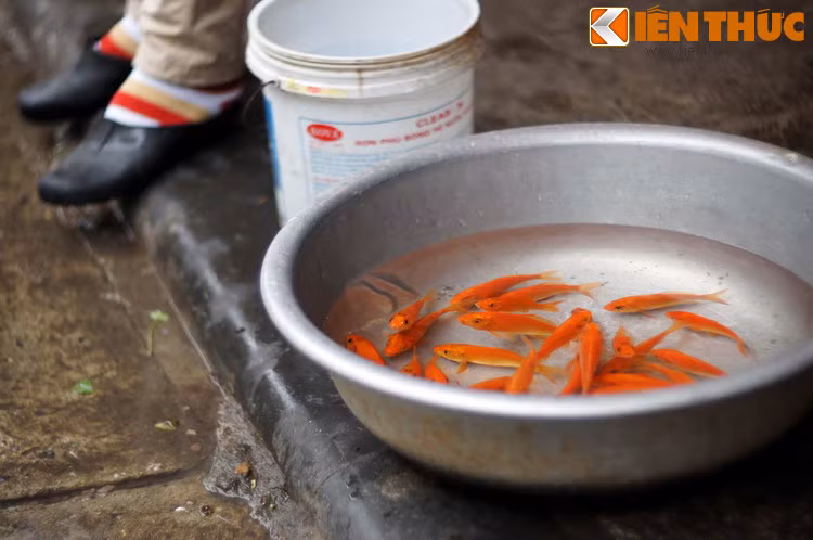 Chứng kiến sự thất bại của hết loài này đến loài khác, nhưng cá chép đã không nản lòng, mà ngược lại còn quyết tâm hơn nữa. Dù có sóng mạnh, gió dữ dội, nhưng nhờ nỗ lực và sự kiên trì mà nó đã vượt qua và đi thẳng đến cửa vũ môn.