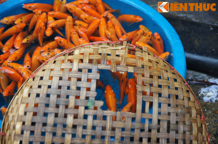 Vào ngày này, các gia đình thường mua ba con cá chép thả vào chậu nước đặt cạnh mâm cỗ, sau khi làm lễ xong đem ra sông thả, làm phương tiện cho Táo Quân cưỡi về thiên đình. Một số người thay cá chép sống bằng cá giấy, được đem đi hóa vàng cùng các loại vàng mã sau khi lễ.