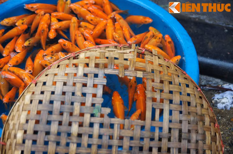 Vào ngày này, các gia đình thường mua ba con cá chép thả vào chậu nước đặt cạnh mâm cỗ, sau khi làm lễ xong đem ra sông thả, làm phương tiện cho Táo Quân cưỡi về thiên đình. Một số người thay cá chép sống bằng cá giấy, được đem đi hóa vàng cùng các loại vàng mã sau khi lễ.