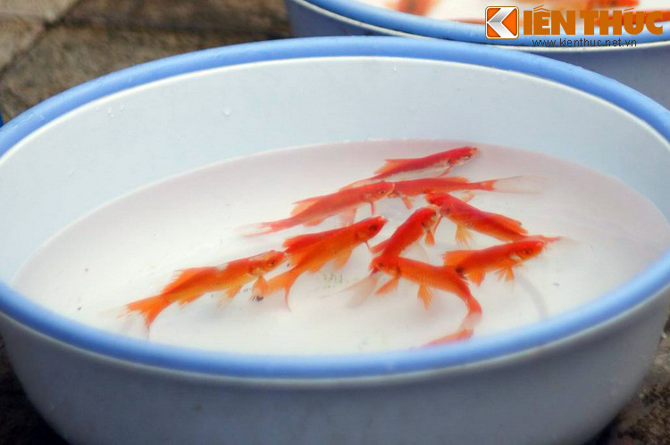 Từ đó, cá chép biến thành rồng và bay lên trời, phun mưa xuống trần gian. Nhờ những giọt mưa do rồng ban phát mà vạn vật hồi sinh, cuộc sống ấm no dần dần trở lại. Như vậy, từ một con vật rất bình thường, cá chép đã trở thành cứu tinh cho muôn loài nhờ nghị lực của mình.