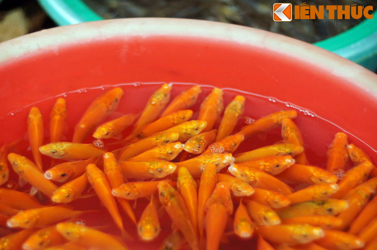 Điều này được giải thích như sau: Rồng là loài vật duy nhất có thể bay lên thiên đình, và trong muôn loài, chỉ có cá chép mới có thể hóa rồng. Vậy nên Táo Quân không có lựa chọn nào khác ngoài cá chép. Tình tiết cá chép hóa rồng lại khởi nguồn từ một sự tích rất nổi tiếng.