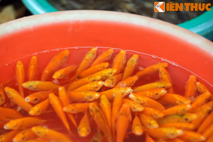 Điều này được giải thích như sau: Rồng là loài vật duy nhất có thể bay lên thiên đình, và trong muôn loài, chỉ có cá chép mới có thể hóa rồng. Vậy nên Táo Quân không có lựa chọn nào khác ngoài cá chép. Tình tiết cá chép hóa rồng lại khởi nguồn từ một sự tích rất nổi tiếng.