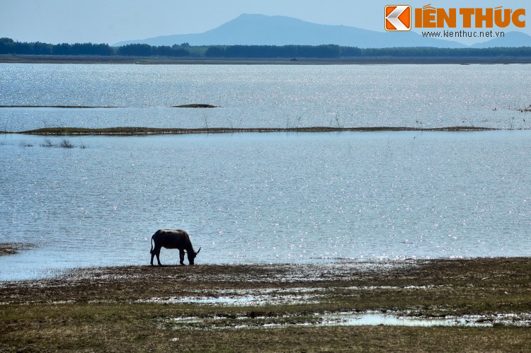 Theo báo Tây Ninh, trâu ở đây hầu hết được đưa từ Campuchia về. Lúc mới nuôi, chúng rất gầy gò, phải tới nửa năm đến một năm mới béo tốt lên.