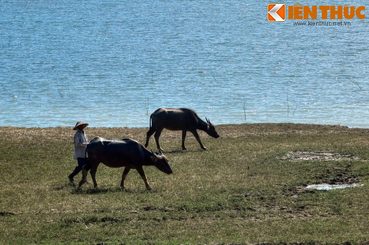 Người chăn thuê được trả theo tháng cho từng con với điều kiện trâu phải béo, có tăng trọng lượng. Nếu trâu trong đàn sinh con, người chăn sẽ được chia phân nửa giá trị con nghé.