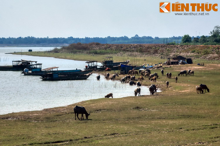 Hình ảnh những con trâu thong thả gặm cỏ, uống nước trong không gian khoáng đạt ở bờ hồ đem lại cảm giác thư thái cho những vị khách đến từ phương xa.