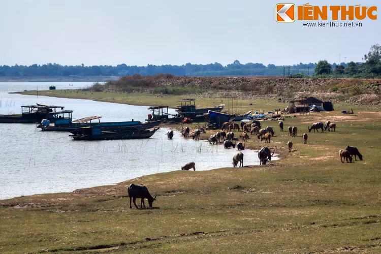 Hình ảnh những con trâu thong thả gặm cỏ, uống nước trong không gian khoáng đạt ở bờ hồ đem lại cảm giác thư thái cho những vị khách đến từ phương xa.