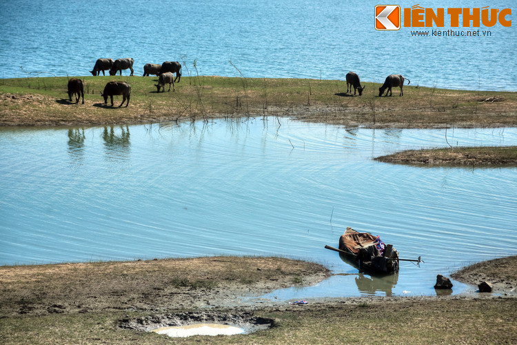 Với điều kiện thổ nhưỡng và khí hậu thuận lợi, cỏ và những cây thân mỏng mọc hoang ở bờ hồ rất nhiều, tạo nên sinh cảnh rất phù hợp cho loài trâu sinh trưởng và phát triển.