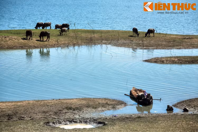 Với điều kiện thổ nhưỡng và khí hậu thuận lợi, cỏ và những cây thân mỏng mọc hoang ở bờ hồ rất nhiều, tạo nên sinh cảnh rất phù hợp cho loài trâu sinh trưởng và phát triển.