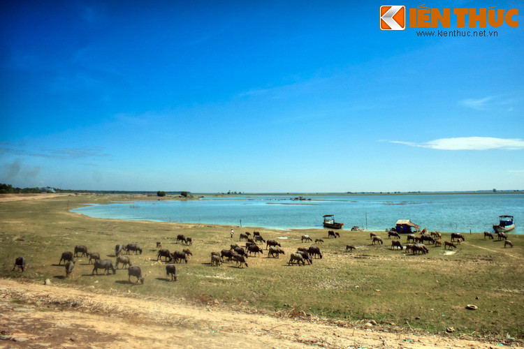 Nghề chăn trâu ven hồ Dầu Tiếng thu hút khá nhiều lao động tham gia. Những người làm nghề này gần như quanh năm gắn bó với đàn trâu.