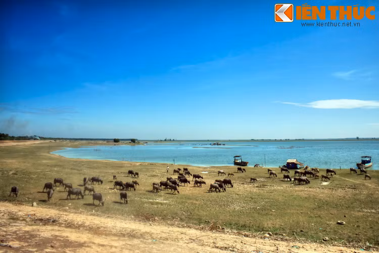 Nghề chăn trâu ven hồ Dầu Tiếng thu hút khá nhiều lao động tham gia. Những người làm nghề này gần như quanh năm gắn bó với đàn trâu.