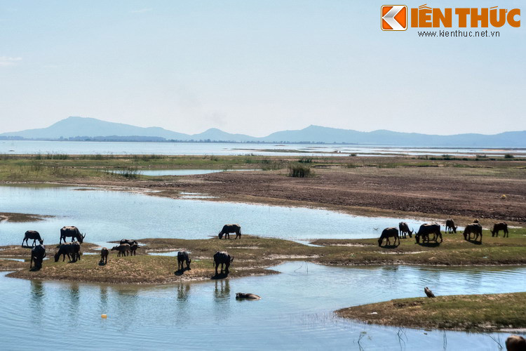 Sự hiện diện của những đàn trâu với số lượng hàng chục con khiến cảnh quan hồ Dầu Tiếng trở nên sinh động, hấp dẫn lạ thường.