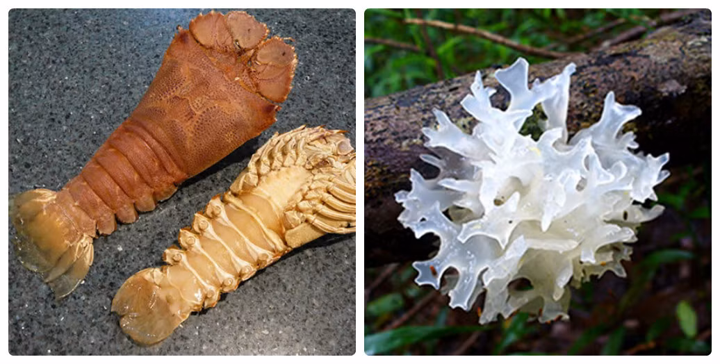 Cách làm khá đơn giản. Tôm ướp gia vị, đưa lên hấp tới khi gần chín thì cho mộc nhĩ trắng vào. Đun thêm khoảng 3 phút là được. Ảnh: Sohatravel.