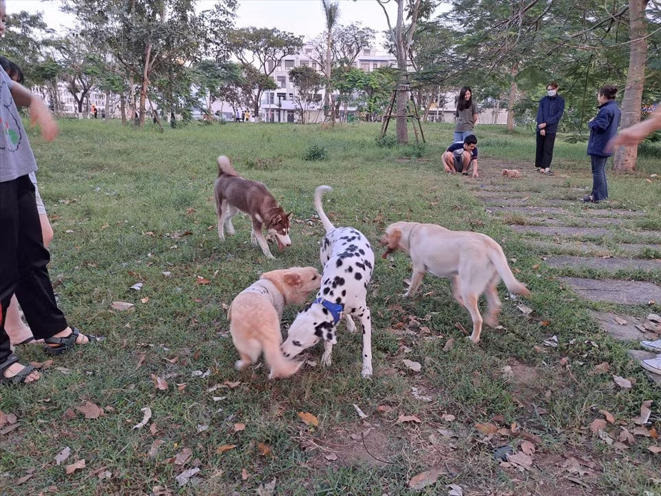 Tại Đà Nẵng, tình trạng chó thả rông cũng nhan nhản. Người dân vô tư mang vật nuôi của mình đến nơi công cộng mà không có dây xích, rọ mõm. (Ảnh: Lao Động)