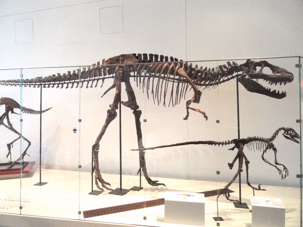 Trong số đó, quý giá nhất là 150 bộ xương đã được lắp ghép đầy đủ từ các hóa thạch được tìm thấy tại công viên. Hiện nay 150 bộ xương đó được trưng bày tại 30 bảo tàng trên khắp thế giới.