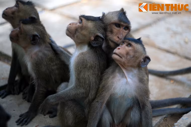 Ngày nay, vùng rừng này đã hồi sinh và được coi là một trong những cánh rừng đẹp nhất Đông Nam Á.