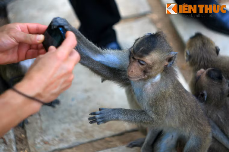 Đàn khỉ trong khu rừng ban đầu chỉ cò vài chục con ban đầu, giờ đã tăng lên 2.000 con khỉ các loại, trong đó có một số loài quý hiếm.