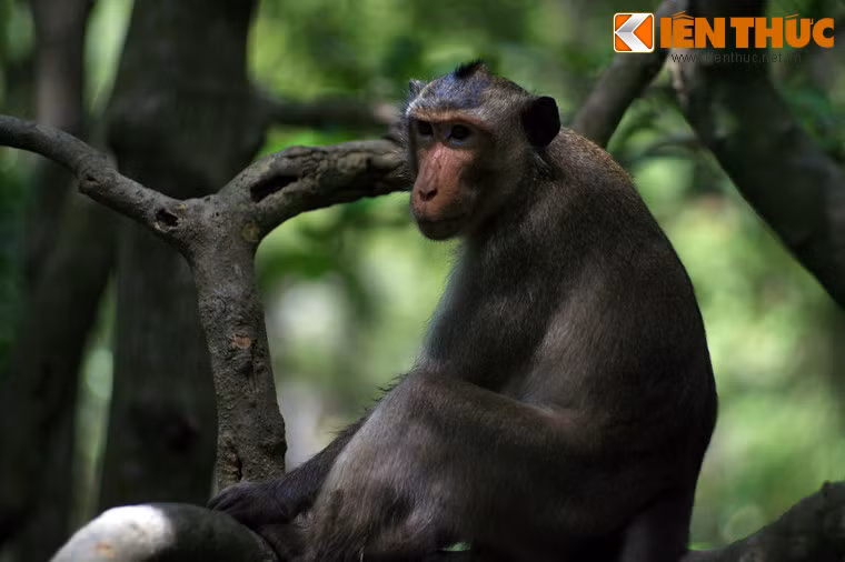 Bên cạnh việc chơi đùa với khỉ, đây cũng là nơi lý tưởng để quan sát cuộc sống của loài khỉ trong một khung cảnh thiên nhiên hoang dã.