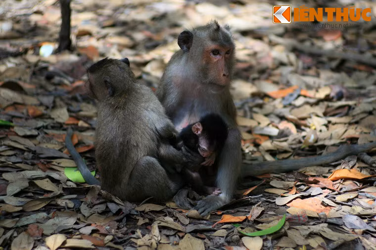 Đảo khỉ Cần Giờ là một phần của rừng ngập mặn Cần Giờ, một vùng đất từng bị tàn phá nặng nề trong cuộc chiến tranh Việt Nam.