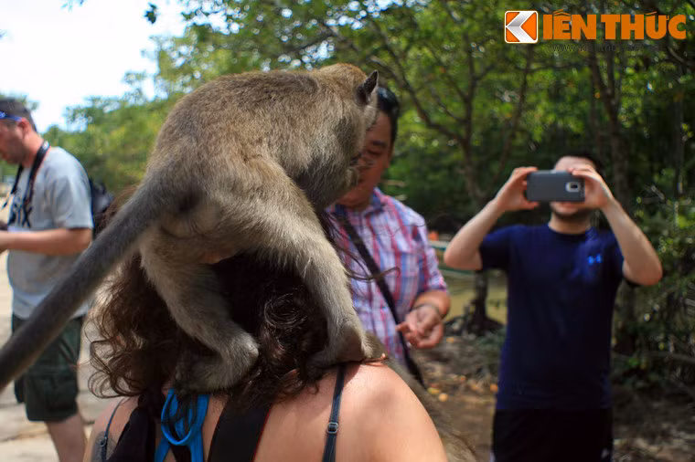 Nếu ở những nơi khác, khỉ phải sợ người thì ở đảo khỉ Cần Giờ lại diễn ra điều ngược lại...