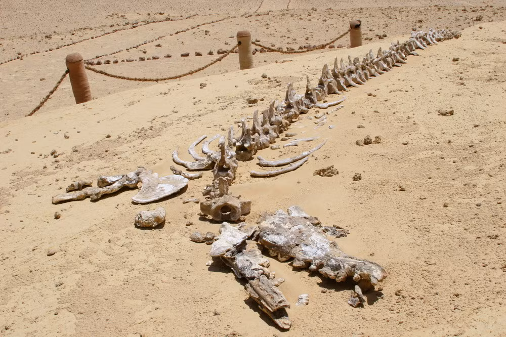 Ít ai ngờ rằng di chỉ về xương sinh vật biển được bảo tồn tốt nhất thế giới lại nằm giữa một sa mạc hoang vắng ở châu Phi.