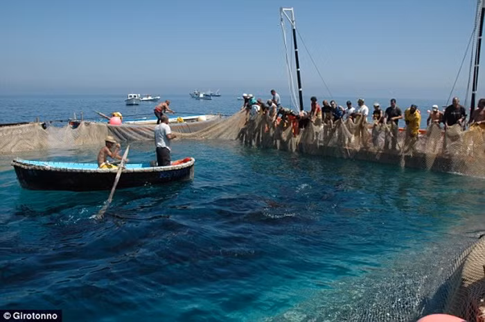 Ngư dân dùng thuyền nhỏ lao vào bầy cá.
