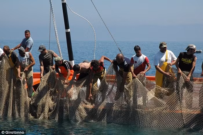 Mảnh lưới rộng hàng trăm m2 được sử dụng làm đồ săn.