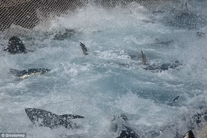 Đàn cá ngừ vùng vẫy trong lưới.