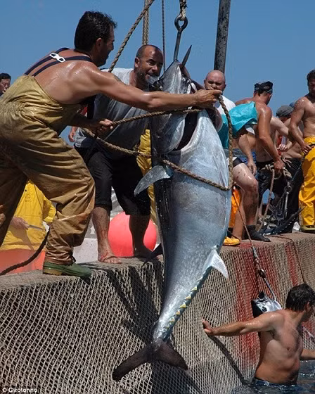 Những con cá ngừ khổng lồ được lôi lên từ biển.