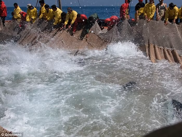 Dùng lưới bao vây đàn cá.