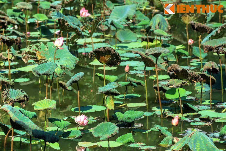 Các ao sen trong làng Sen cũng là nơi ghi dấu những kỷ niệm khó quên của cậu thiếu niên Nguyễn Sinh Cung cùng chúng bạn.