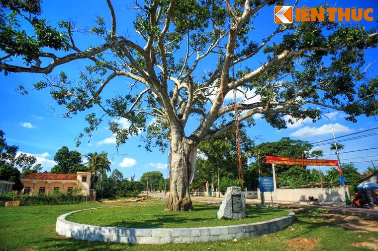 Sân vận động làng Sen rộng hơn 1 ha được xây dựng vào năm 1945, ở góc Đông Bắc có cây đa cổ thụ hàng trăm tuổi. Trong hai lần về thăm quê vào năm 1957 và 1961, dưới gốc đa này Bác Hồ đã nói chuyện thân mật với cán bộ, đồng bào.