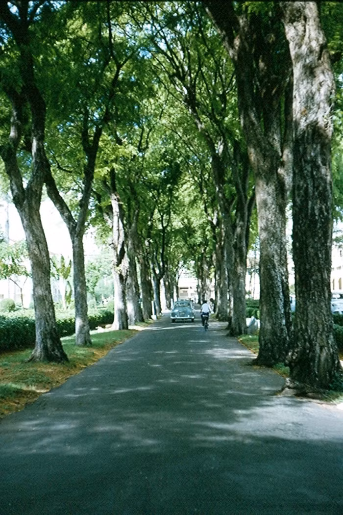 Hàng cây tuyệt đẹp trong bệnh viện Grall.