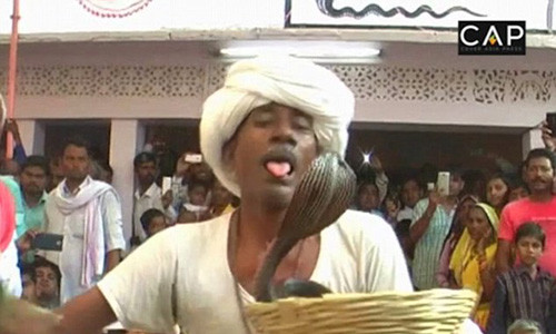 “Phat hoang” ong lao de ran ho mang can vao luoi cho phe-Hinh-2