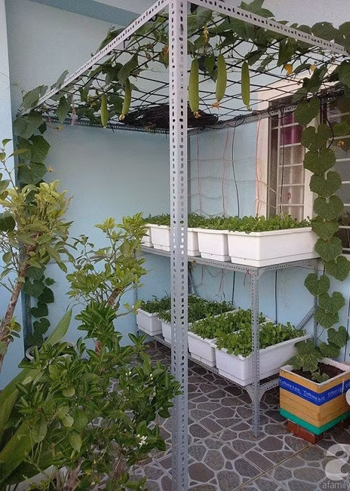 Vuon rau nho xinh xanh muot tren san thuong cua me Viet