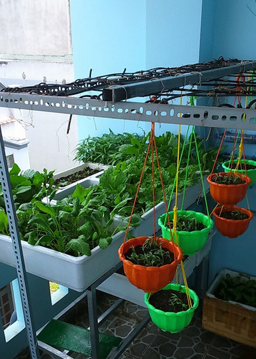 Vuon rau nho xinh xanh muot tren san thuong cua me Viet-Hinh-4