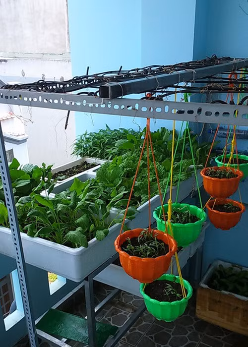 Vuon rau nho xinh xanh muot tren san thuong cua me Viet-Hinh-4