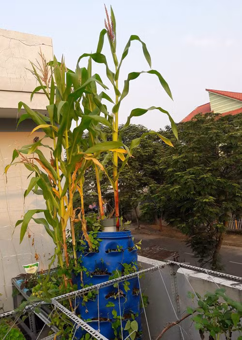 Vuon rau nho xinh xanh muot tren san thuong cua me Viet-Hinh-7