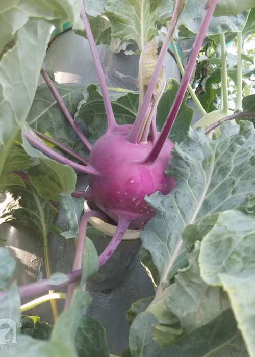 Vuon rau nho xinh xanh muot tren san thuong cua me Viet-Hinh-12