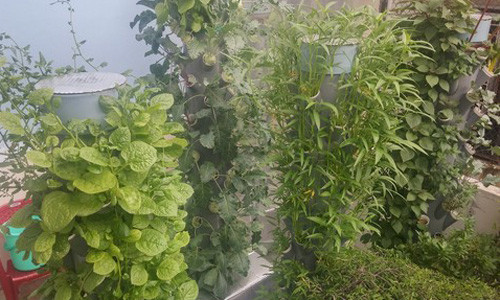 Vuon rau nho xinh xanh muot tren san thuong cua me Viet-Hinh-9