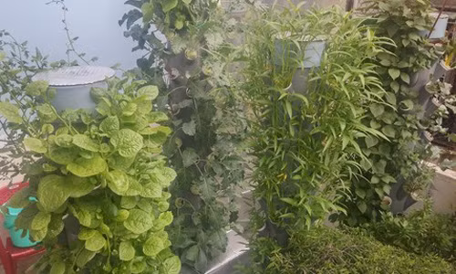 Vuon rau nho xinh xanh muot tren san thuong cua me Viet-Hinh-9